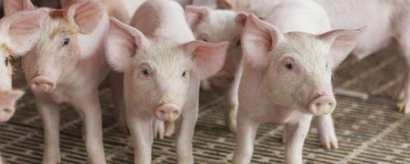 一年饲养300头猪需要投入多少资金和面积？