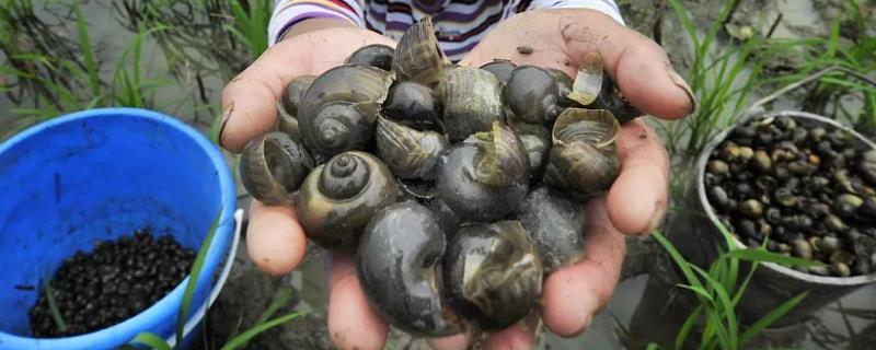 养十亩蜗牛的年净收入是多少 养十亩田螺一年纯收入有多少