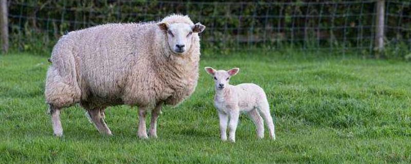 五十只母羊一年挣多少钱？需要多少投资？