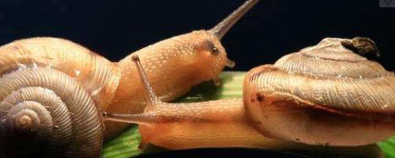 蜗牛养殖一年赚多少钱？前景和市场是什么？风险高吗