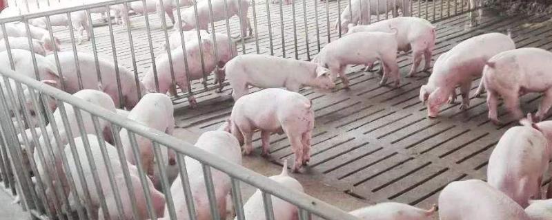 饲养10头猪的成本是多少，需要多少面积，利润是多少