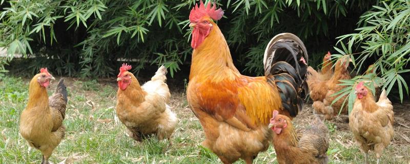 饲养817只鸡，引进817个杂交肉鸡品种的利润和成本