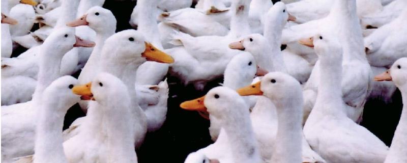 饲养50万只肉鸭的利润是多少？通常需要多长时间？