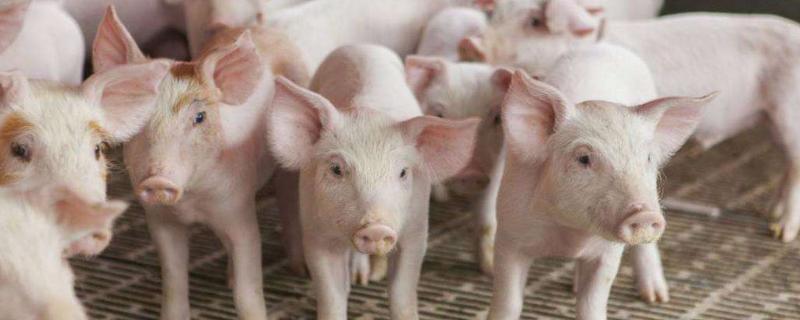 多少头猪一年能赚5万元，100头猪一一年能挣多少钱