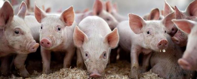 种猪的利润分析，100头猪能赚多少钱？
