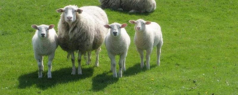 为什么第一只出生的母羊会产单羔，为什么不适合养羊