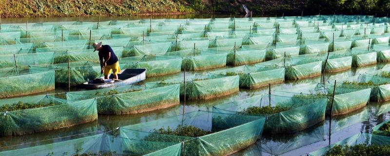 现在鳗鱼养殖最大的问题是什么？黄鳝养殖前景及效益分析