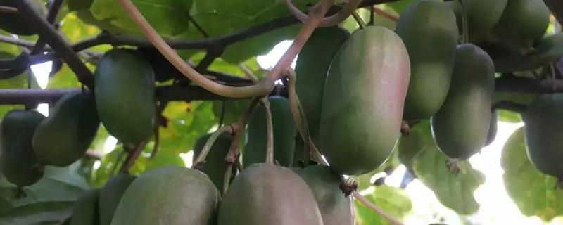 哪个品种的软枣猕猴桃幼苗最好？什么时候多少年的成果？