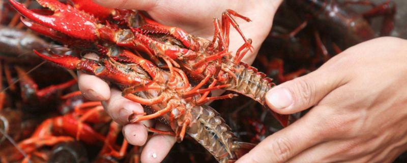 大约三斤龙虾多少只，够几个人吃